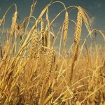 barley