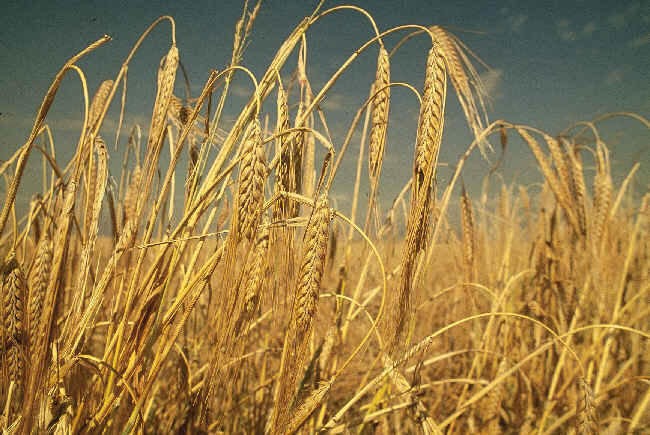 barley