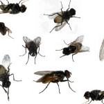 houseflies-musca-domestica2