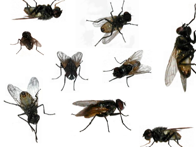 houseflies-musca-domestica2