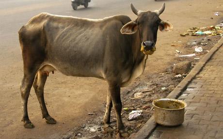 indian-cow