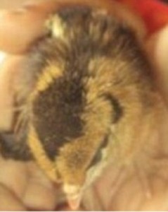 hen