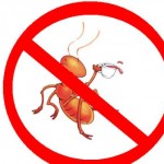 How-to-Kill-Ants